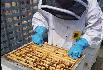 Dwindling honeybees